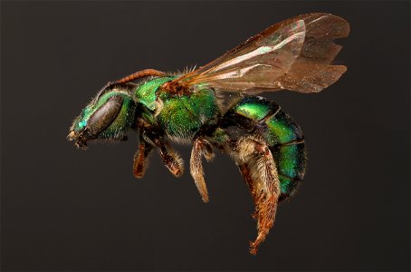 augochlora pura