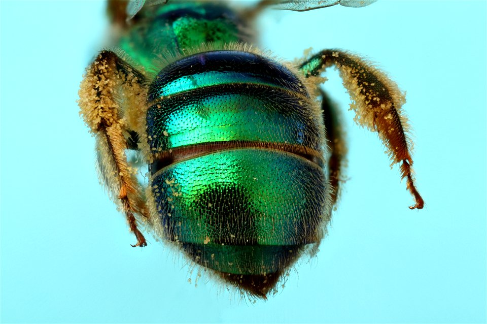 augochloropsis metallica