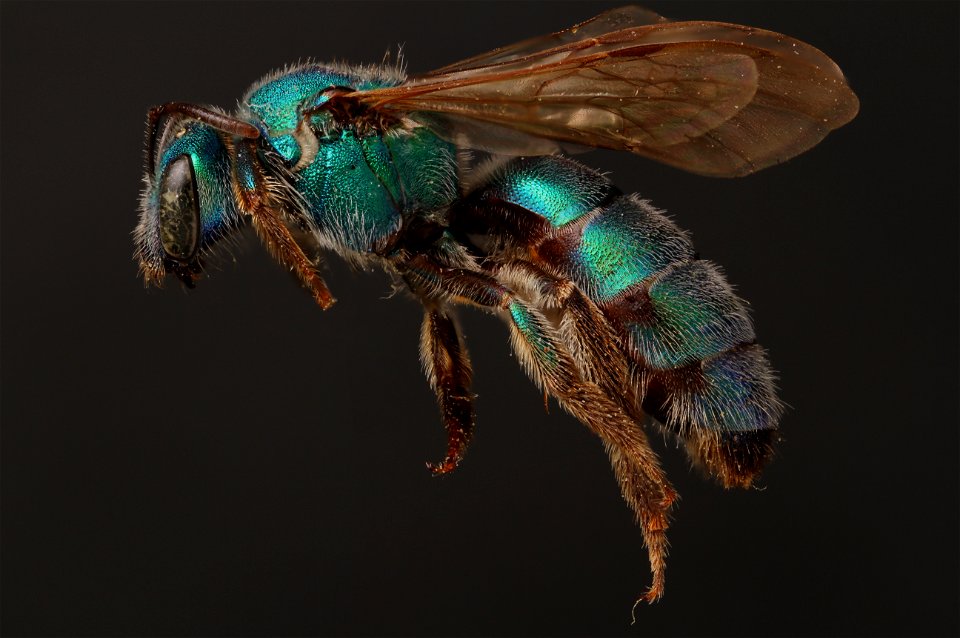 augochloropsis sumptuosa