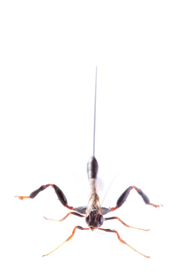 Crown wasp (Stephanidae: Megischus bicolor)