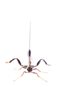 Crown wasp (Stephanidae: Megischus bicolor)