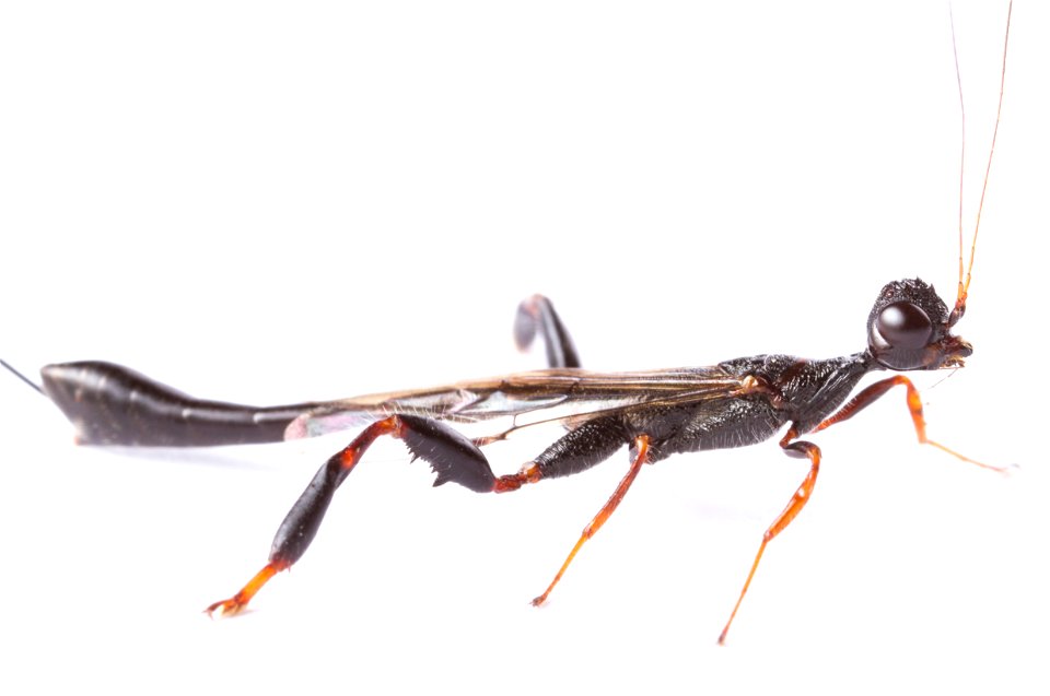 Crown wasp (Stephanidae: Megischus bicolor)