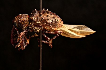 Weevil from Trinidad photo