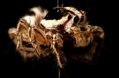 Pantropical Juping Spider (Plexippus playkulli) photo