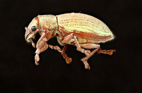 Weevil from Trinidad