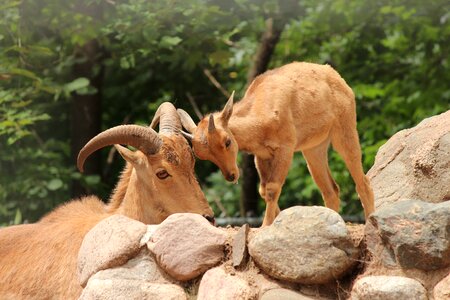 Newborn cute mammal photo