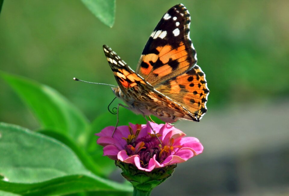 Zinnia nature macro