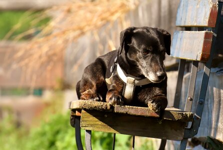 Pet brown good aiderbichl