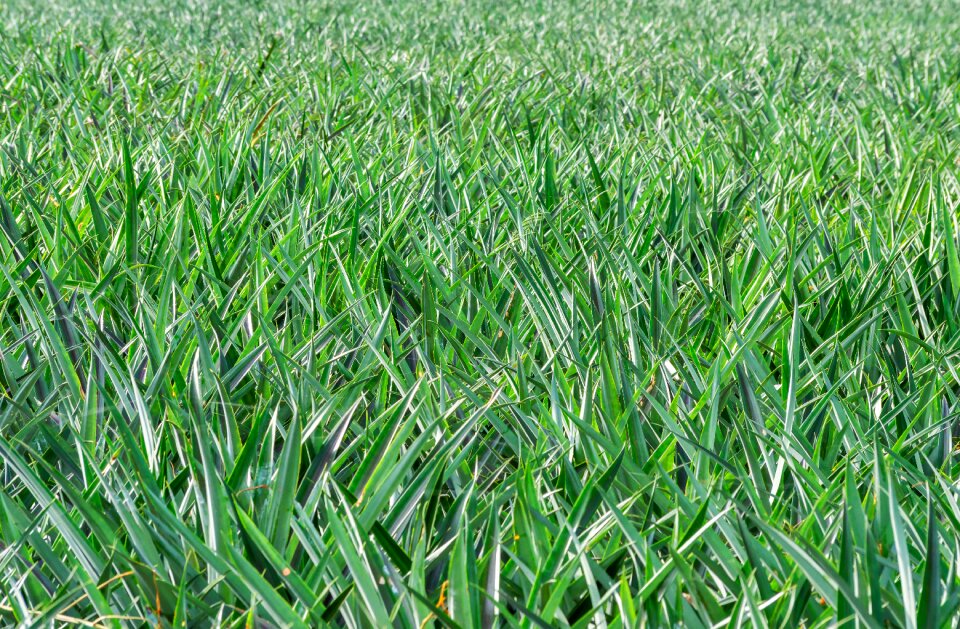 Pineapple plant green pineapple