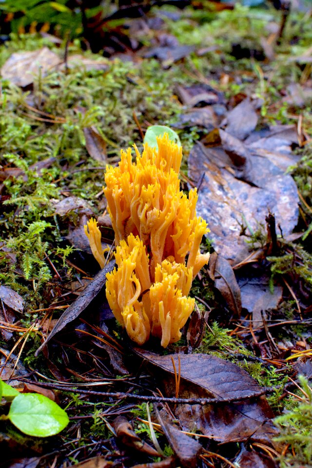 Canada nature environment