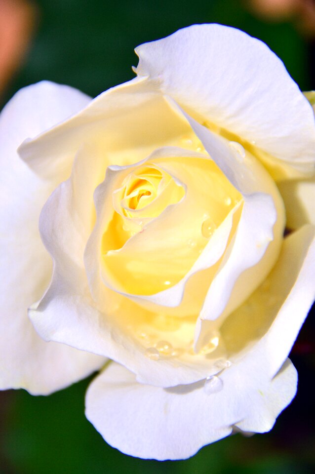 Flower rose white flower