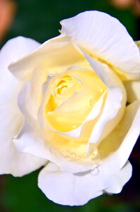 Flower rose white flower