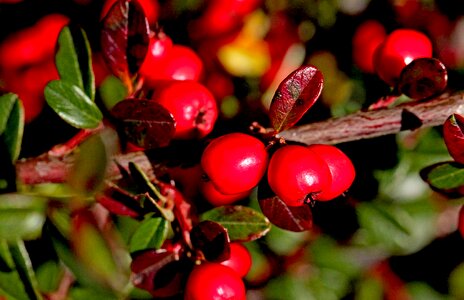 Ornamental shrub low-foaming berries