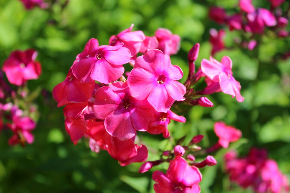 Flower garden color beautiful