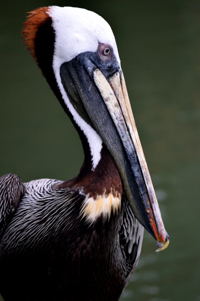 Bird waterbird pelican