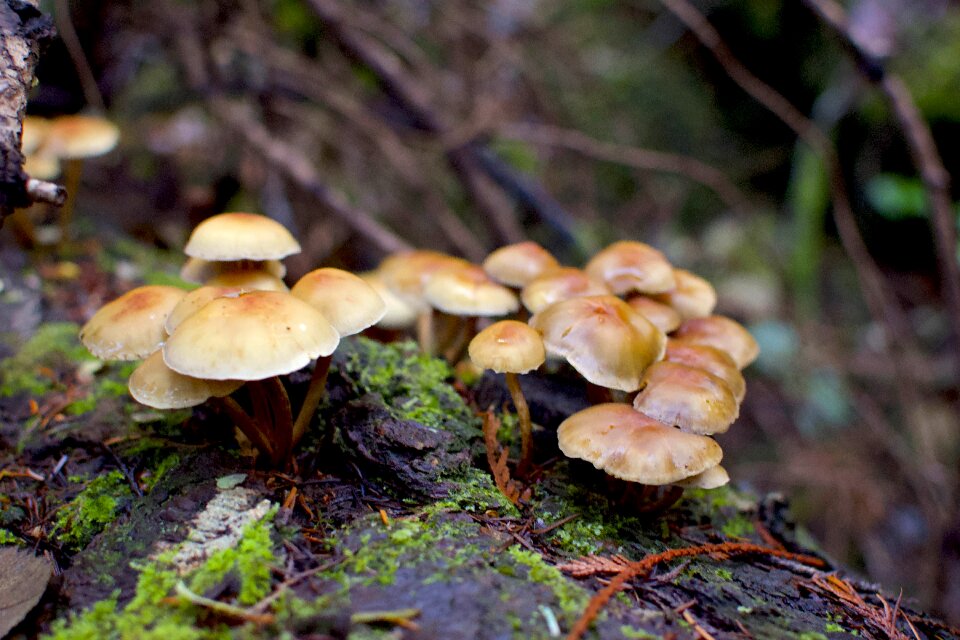 Mushrooms woodland outdoors