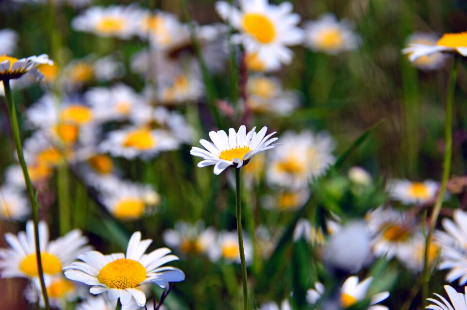 Flower nature summer flower