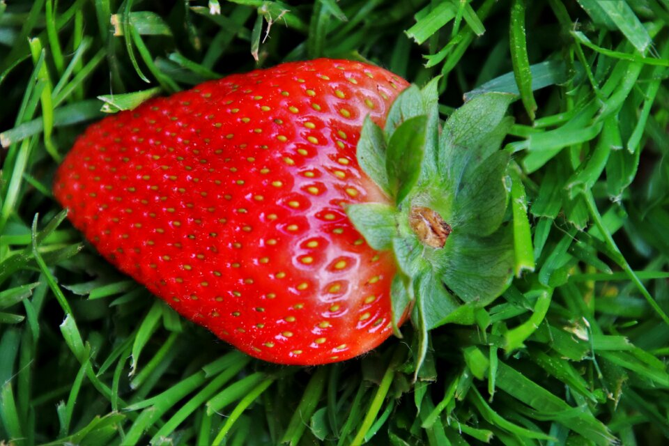 Tasty nature one
