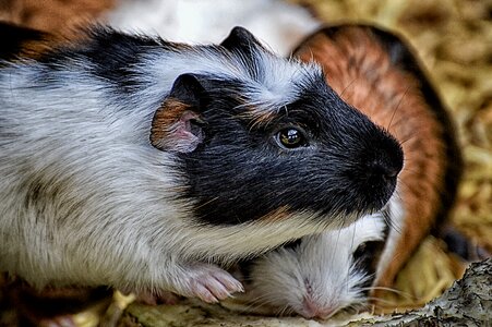 Young animals small young