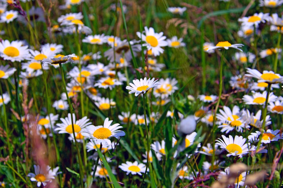 Flower nature summer flower