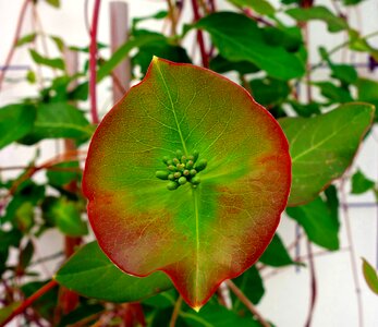 Trellis leaf bud photo