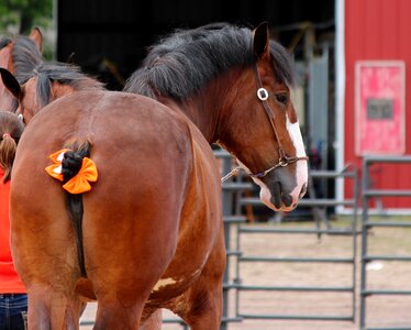 Mammal horses equine photo