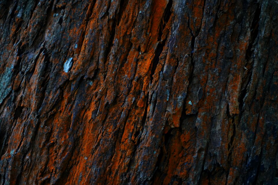 Natural condition knotted wood pattern