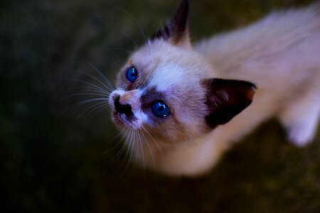 Cute feline pet