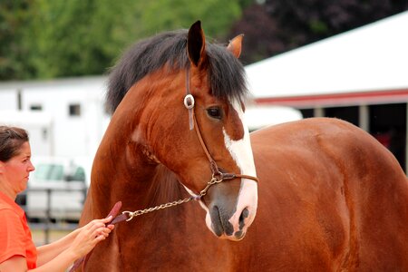 Equestrian equine portrait photo