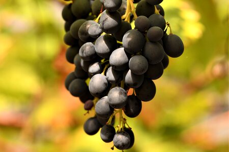 Grapevine vine fruit