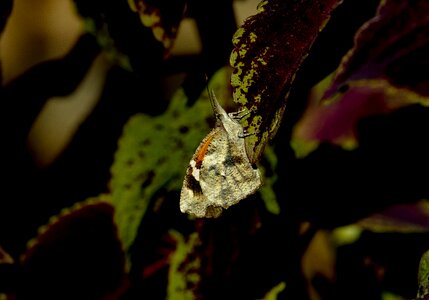 Wildlife garden wings
