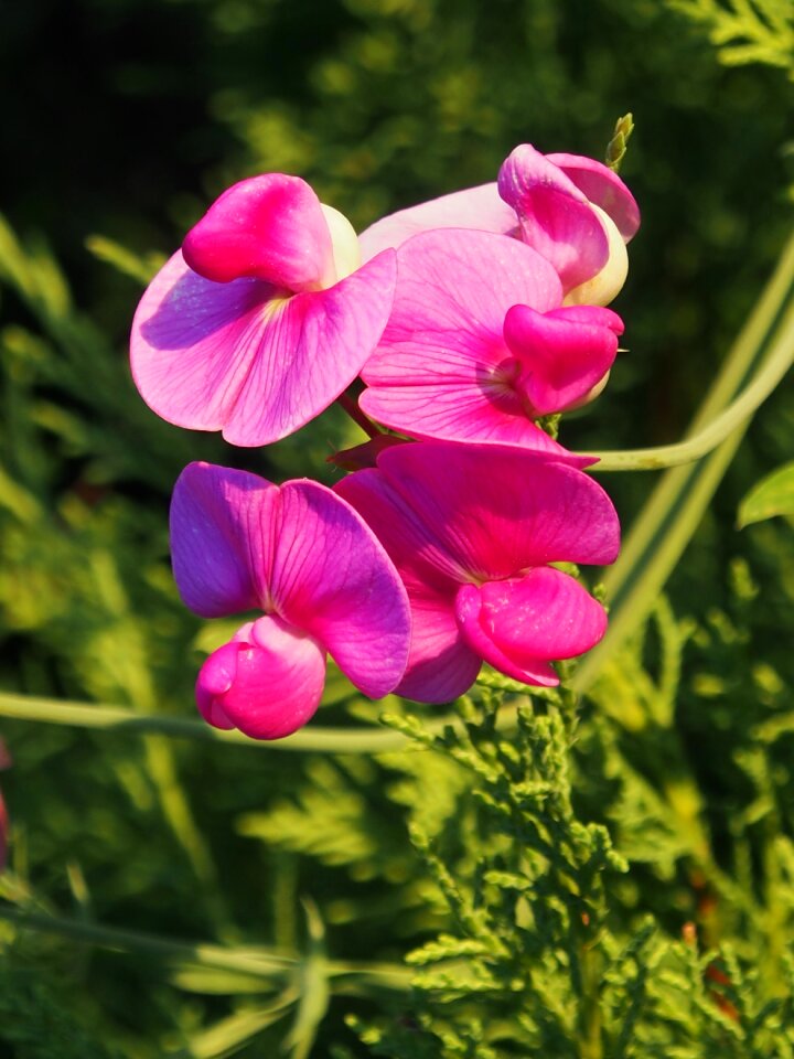Flowers summer garden