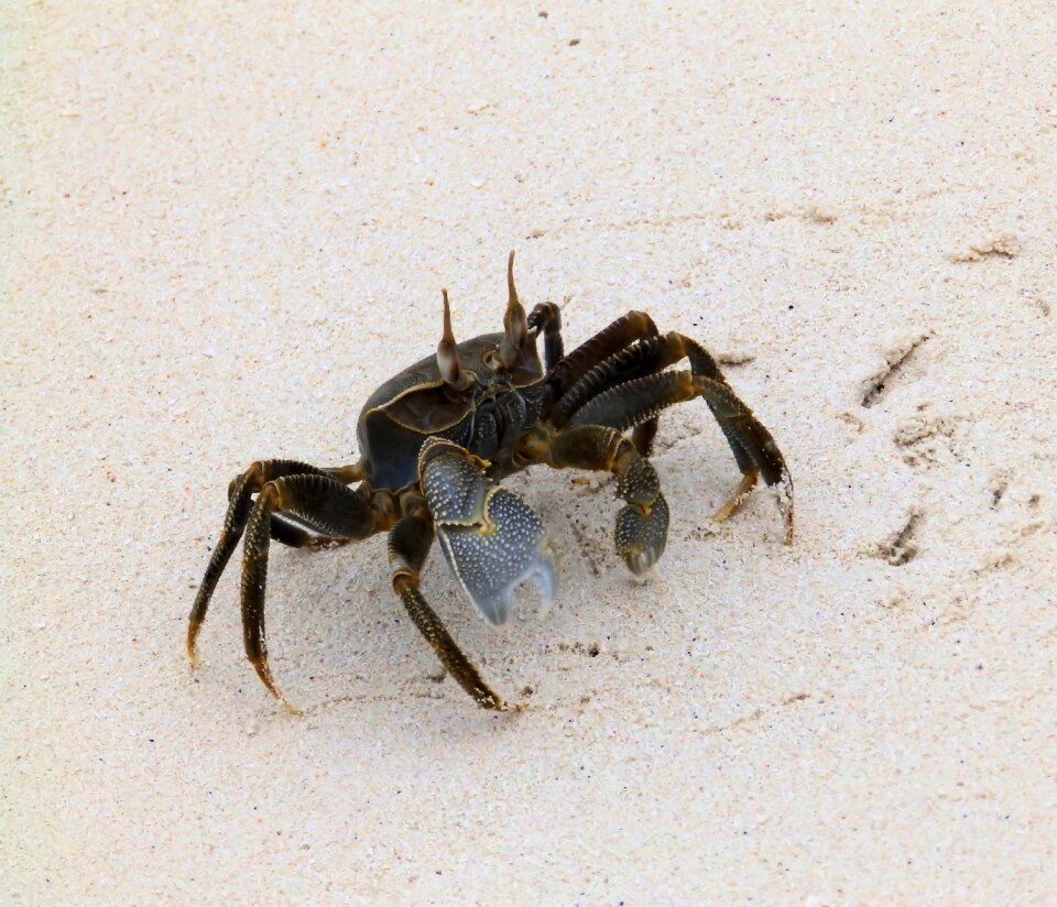 Crab beach shellfish