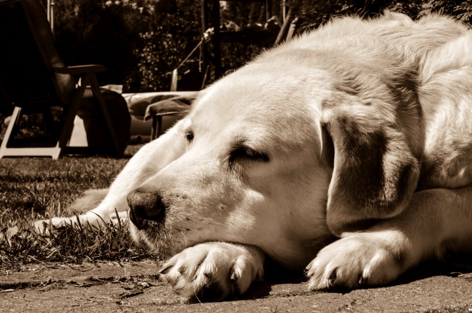 Pet animal happiness