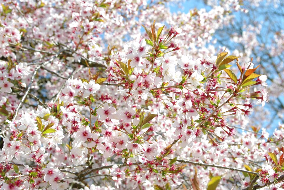 Flower tree branch photo