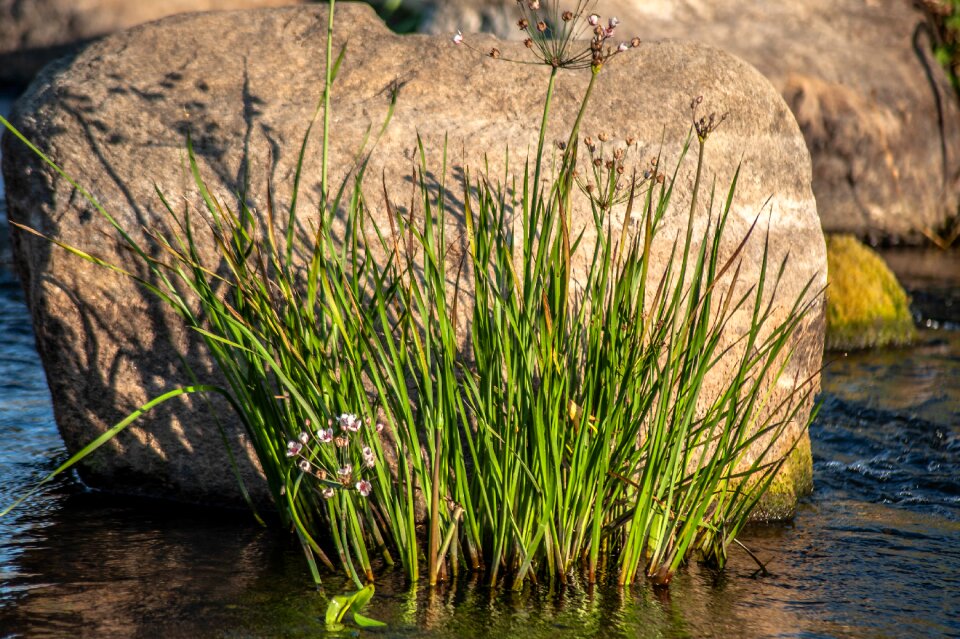 Water stone aquatic plant