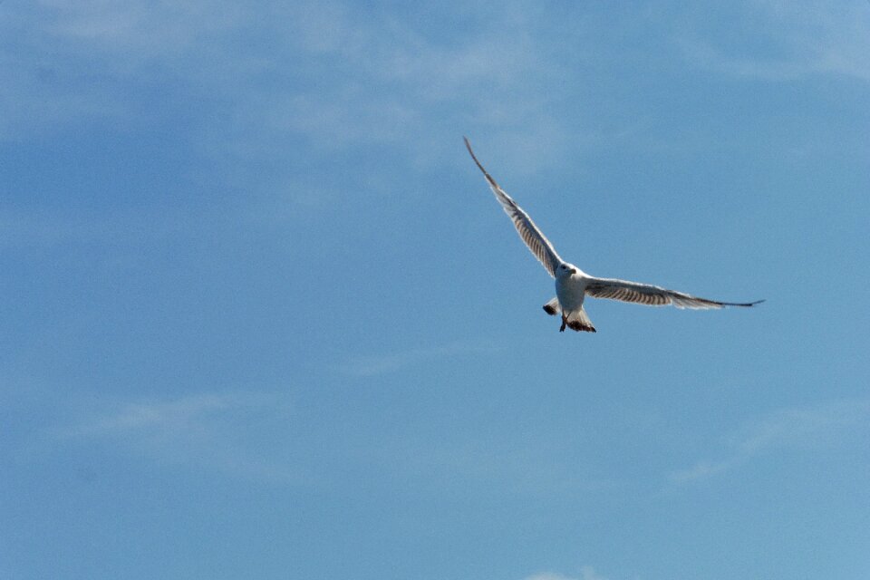 Air fly nature