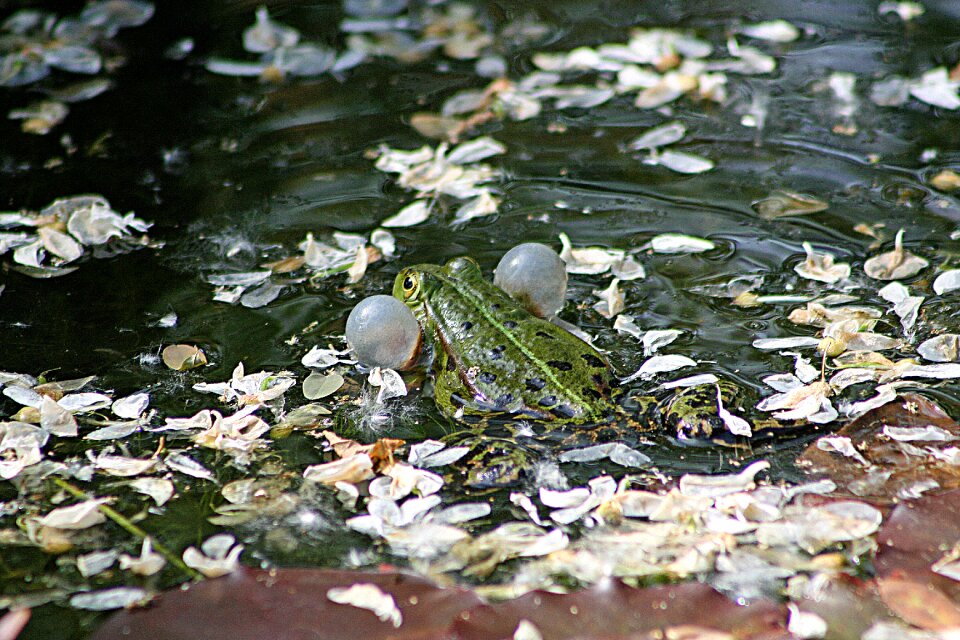 Amphibian green water