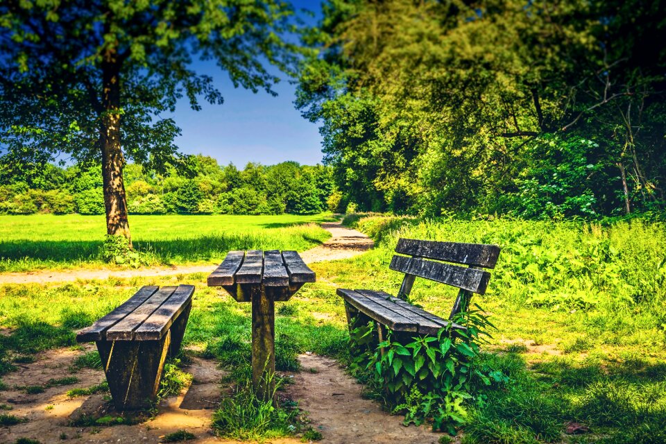 Landscape nature tree
