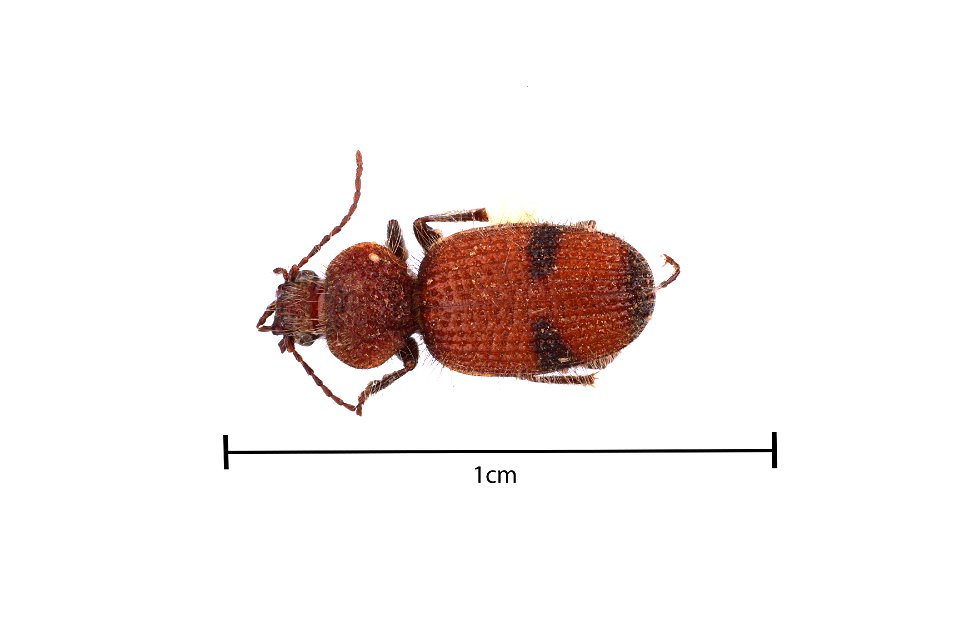 Micrixys distincta