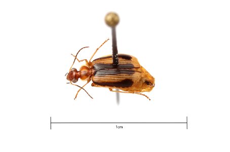 Lebia solea