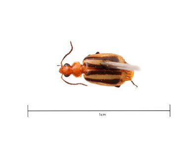Lebia pectita