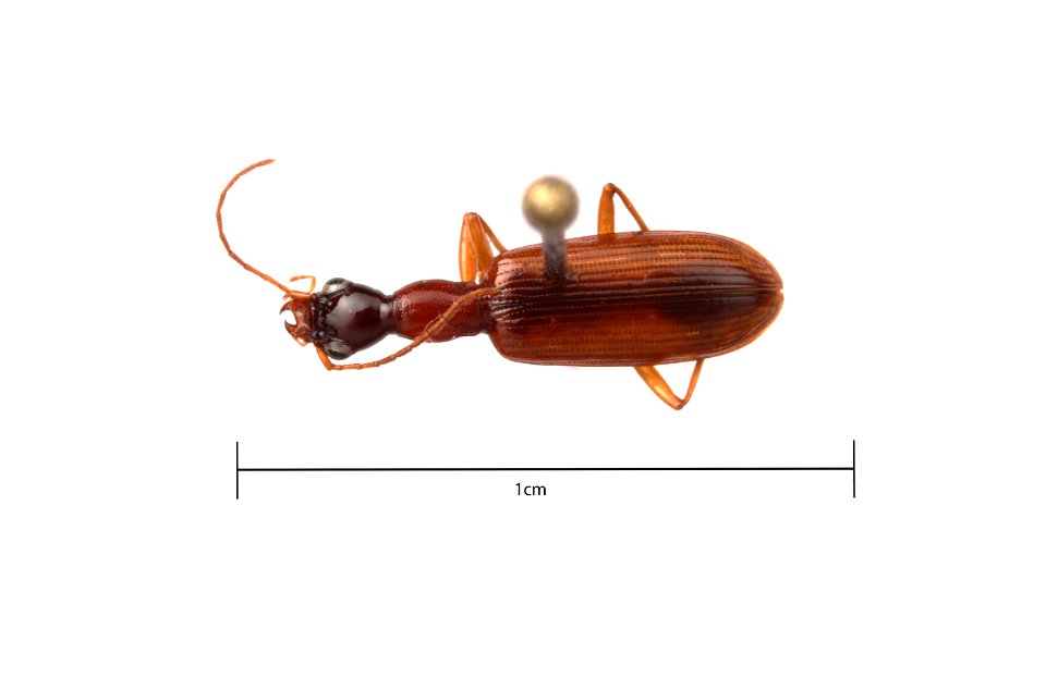 Leptotrachelus sp.
