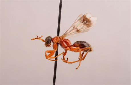 Spider wasp female (Dipogon thoracicus)