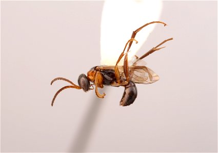 Spider wasp male (Dipogon texanus)