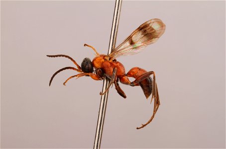 Spider wasp male (Dipogon thoracicus)