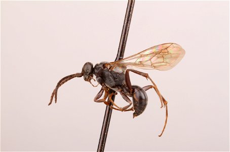 Spider wasp male (Dipogon papago anomalus)