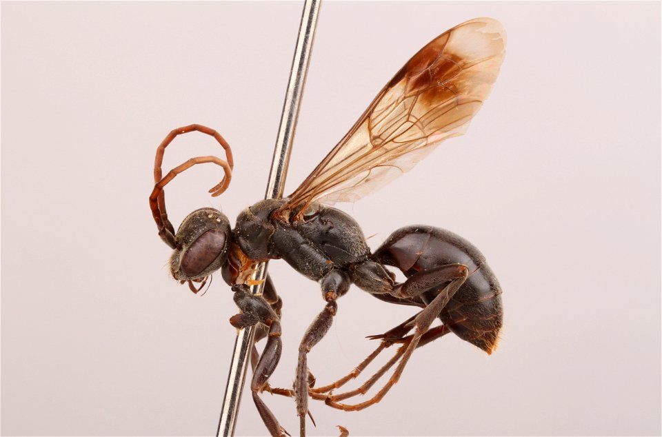 Spider wasp female (Dipogon papago anomalus)