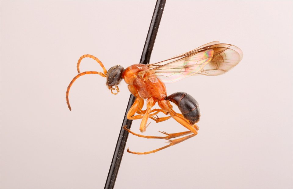 Spider wasp male (Dipogon iracundus)