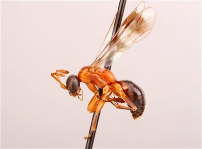 Spider wasp female (Dipogon iracundus)